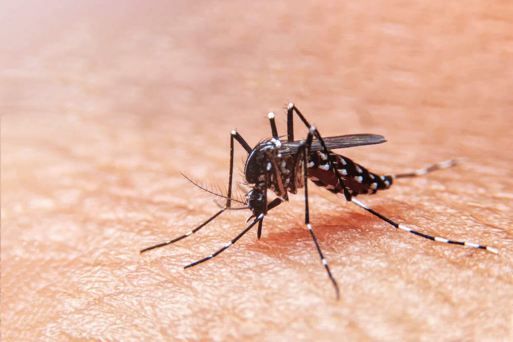 PCR para dengue