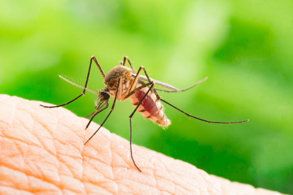 pcr para dengue